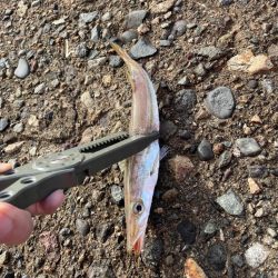 ライトショアジギング楽しい!