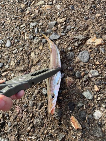 ライトショアジギング楽しい!