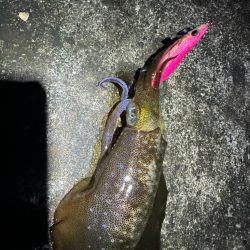 チニングでまさかの年無し！そしてアオリイカも