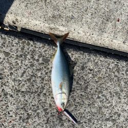 朝マズメには縁がない