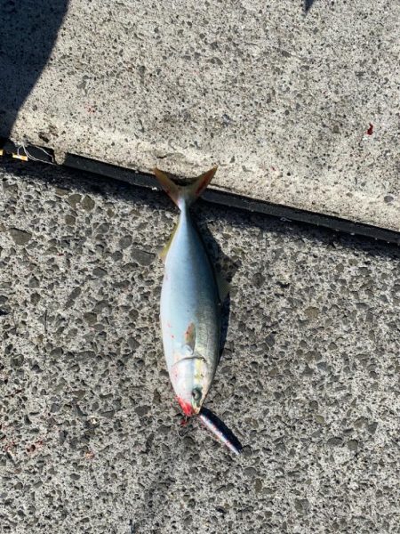 朝マズメには縁がない