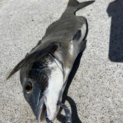 渋いなかエビ撒きでおチヌさん