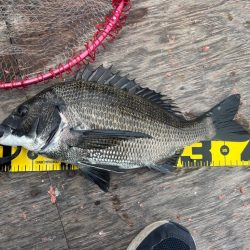 いつものチヌ釣り