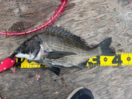 いつものチヌ釣り