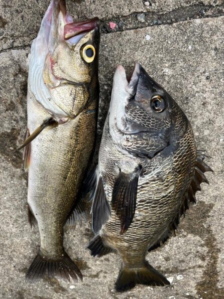 エビ撒きでおチヌさん