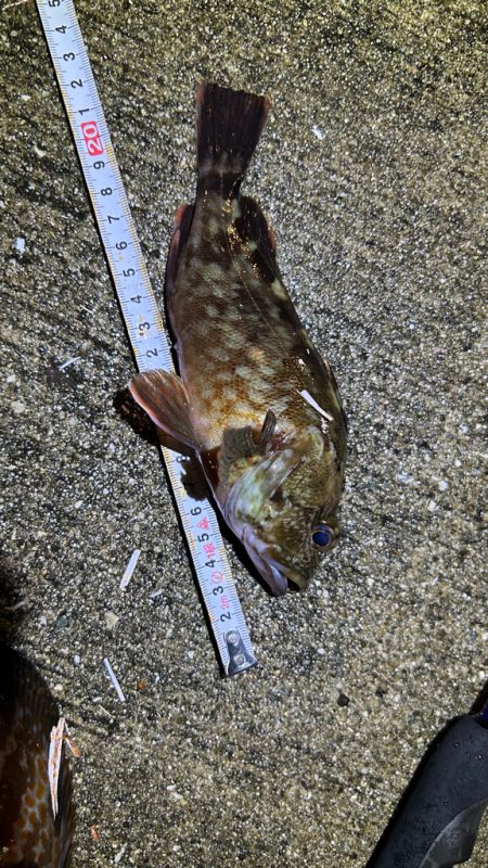 久しぶりのライトワインド