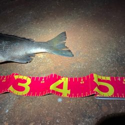 秋のチニングは絶好調!