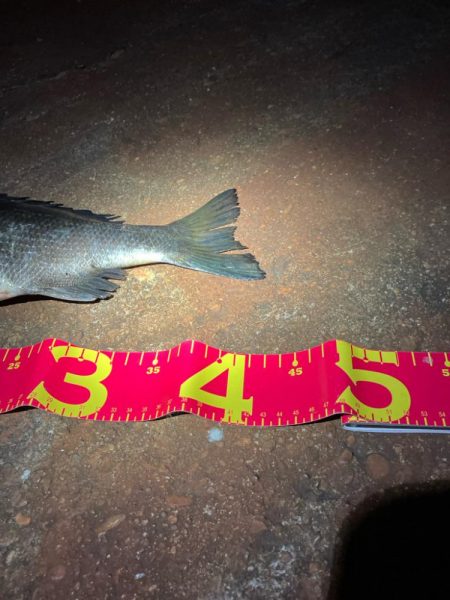 秋のチニングは絶好調!