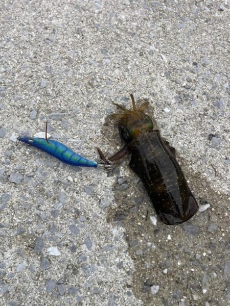 サバが釣れました〜‼…