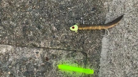 タチウオ爆釣!?