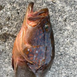 珍客アコウ釣れました!