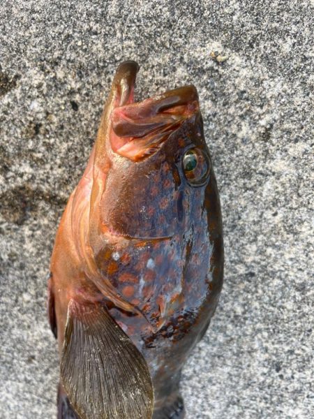 珍客アコウ釣れました!