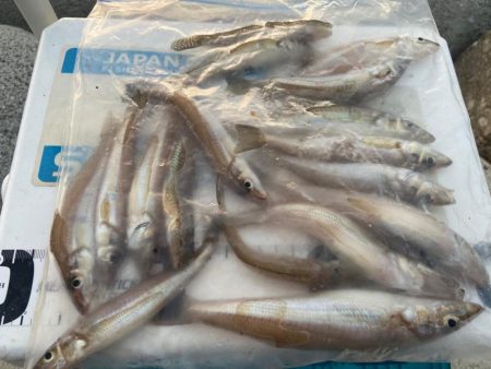 シロギスタ:台風一過の晩夏の釣果