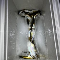 秋っぽい気候での豆アジング