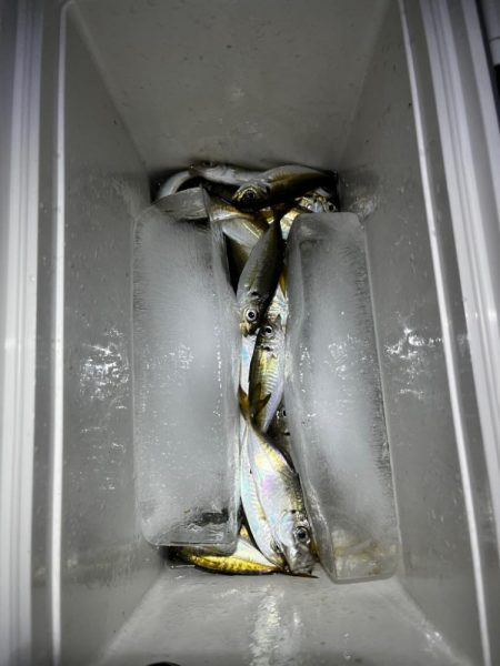 秋っぽい気候での豆アジング