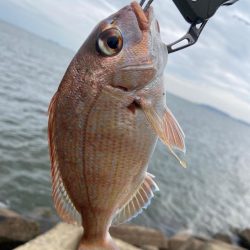 シロギスタ:激渋な週末