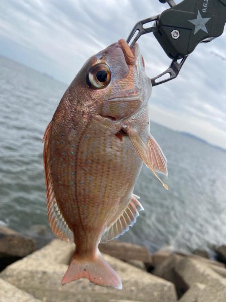 シロギスタ:激渋な週末