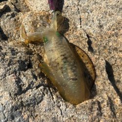 姫路離島エギング開幕！超高活性の爆釣！！