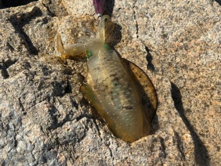 姫路離島エギング開幕！超高活性の爆釣！！