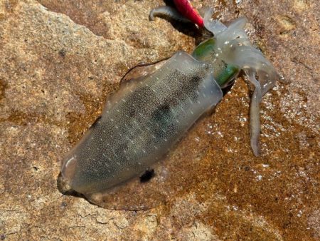 3連休最終日でほぼ反応無しの激渋でしたがサ…