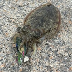 やっぱり満潮絡みのタイミングはアオリイカの活性が上がります!