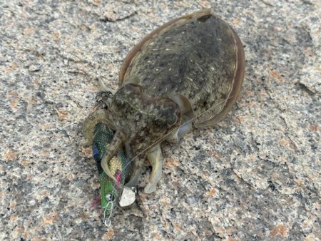 やっぱり満潮絡みのタイミングはアオリイカの活性が上がります!