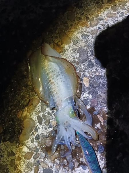 朝マズメ前からエギング