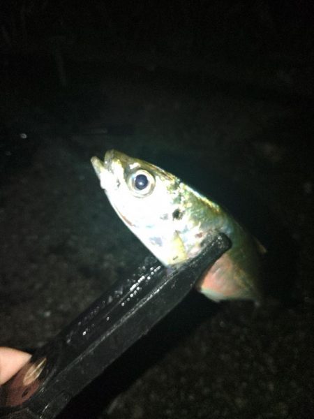 フロートゲーム～