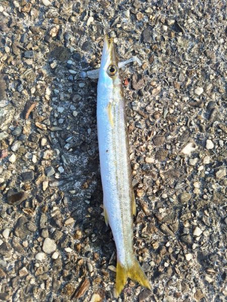 ロックフィッシュ釣行