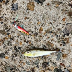 久しぶりの投稿