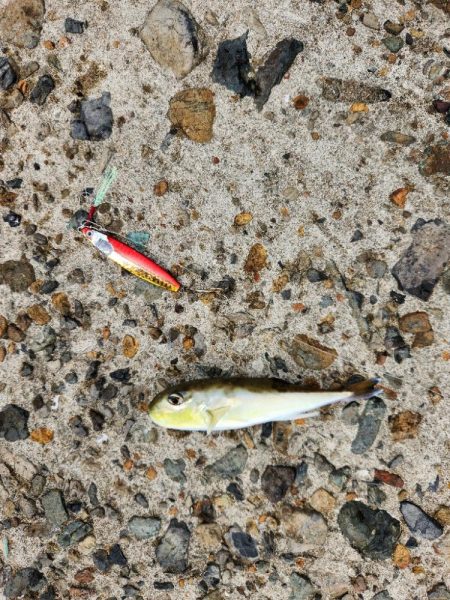 久しぶりの投稿