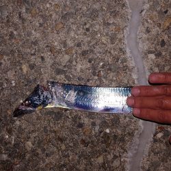 なんとかシーズン初