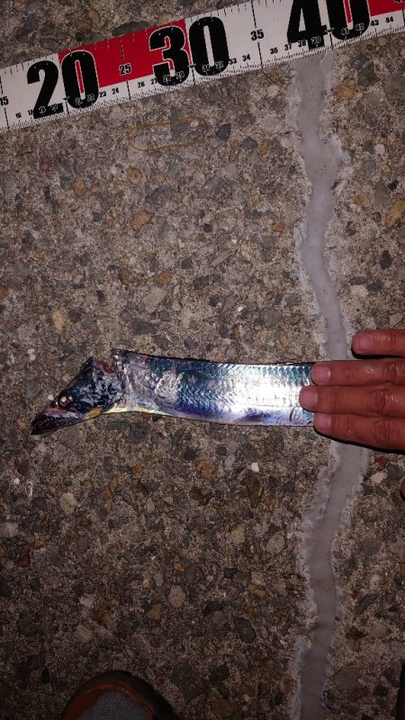 なんとかシーズン初