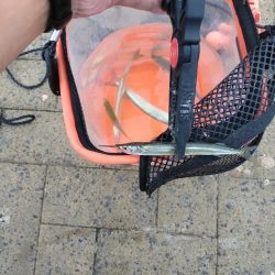 サヨリ釣りへ‥