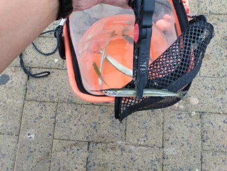 サヨリ釣りへ‥