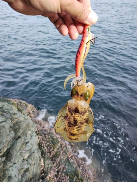 ランガン新子狩り