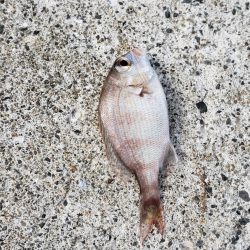 キス探し@深日港