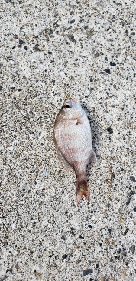 キス探し@深日港