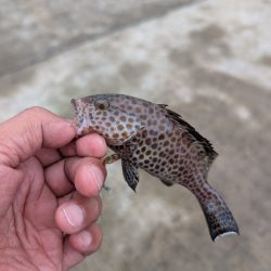 陸っぱり釣行記