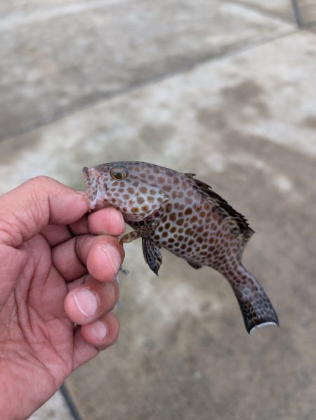 陸っぱり釣行記