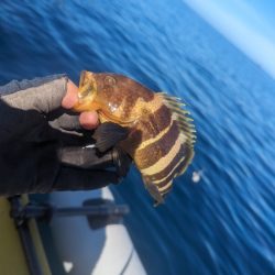 イカどこいった？