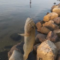 ハゼシーズンイン