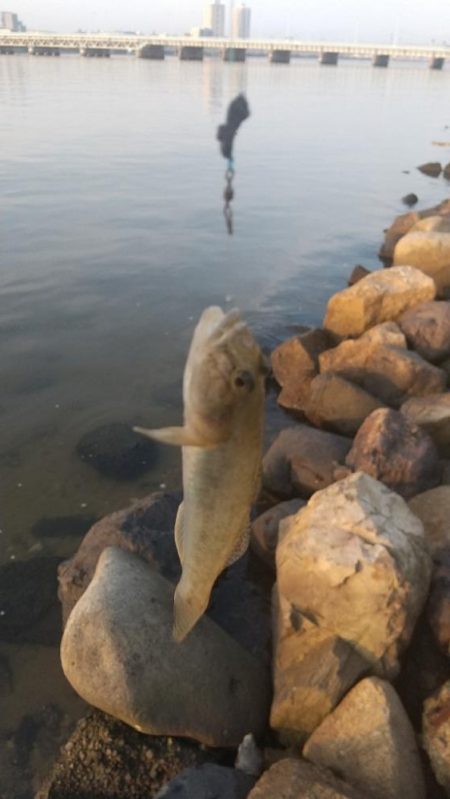 ハゼシーズンイン