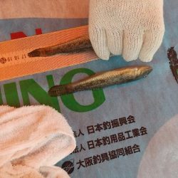 淀川ハゼ釣り大会