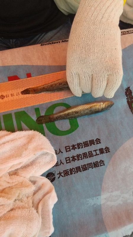 淀川ハゼ釣り大会