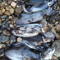 障泥5杯、甲1杯