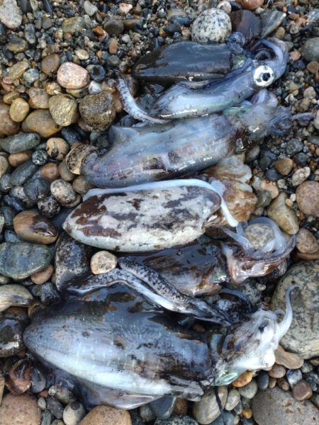 障泥5杯、甲1杯