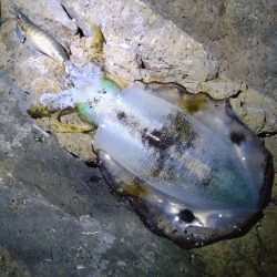 満月大潮後の中潮