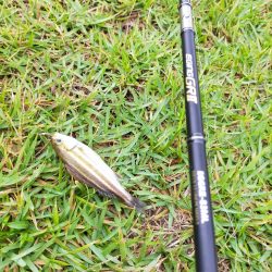 イサキの仔が岸際に群れて