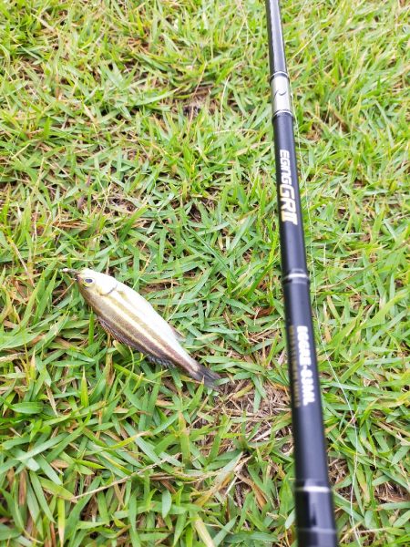 イサキの仔が岸際に群れて